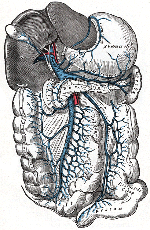 Portal vein and its tributaries: splenic and superior/inferior mesenteric veins