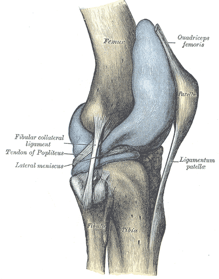 Lateral knee: the fibular head articulating with the tibia at the proximal tibiofibular joint