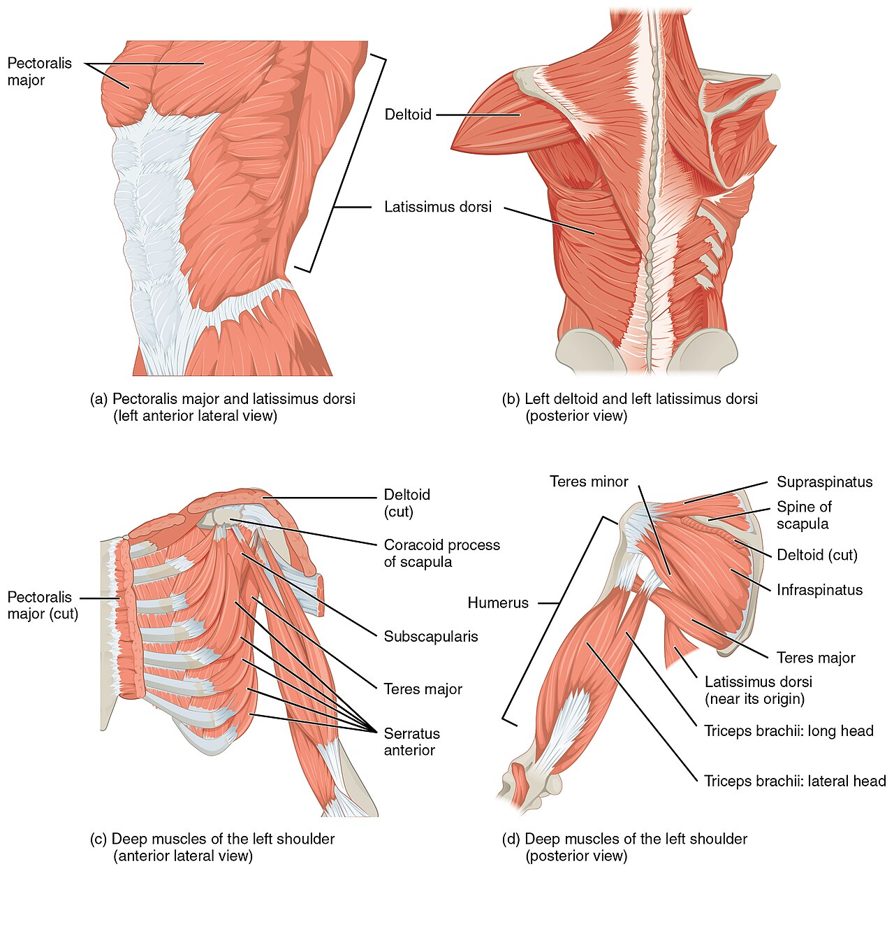 Shoulder muscles including the four rotator cuff muscles: supraspinatus, infraspinatus, teres minor, and subscapularis
