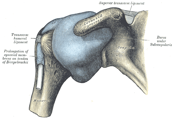 Gray's Plate 327: capsule of the shoulder joint, anterior aspect