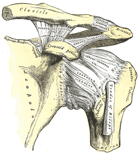 Gray's Plate 326: the left shoulder and acromioclavicular joints with the scapular ligaments