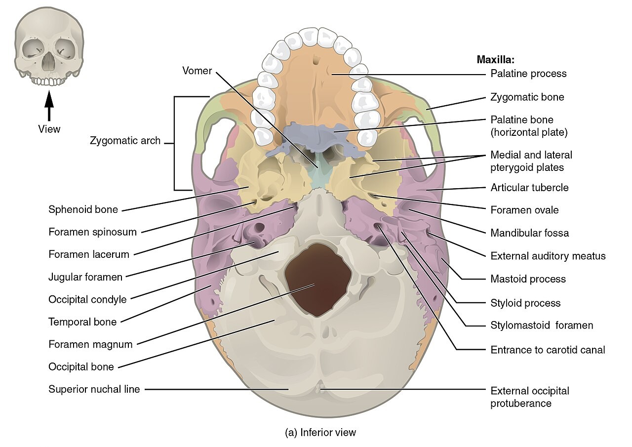 Inferior view of the skull base showing major foramina