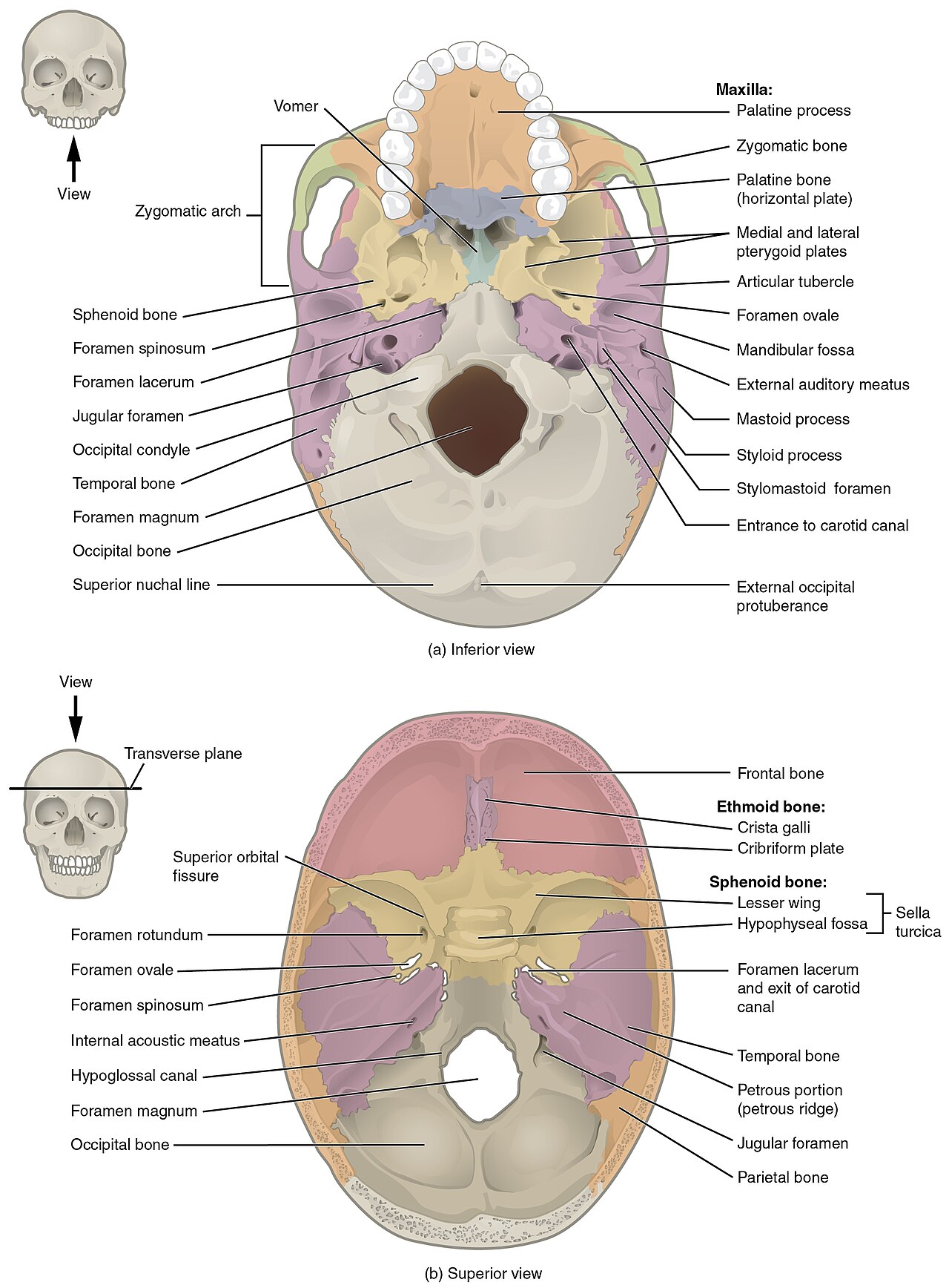 Skull base superior internal view and inferior view; the superior view shows the sphenoid anteriorly and occiput posteriorly around the foramen magnum