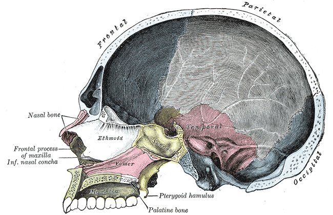 Midsagittal skull section showing the sphenoid meeting the occiput at the sphenobasilar synchondrosis