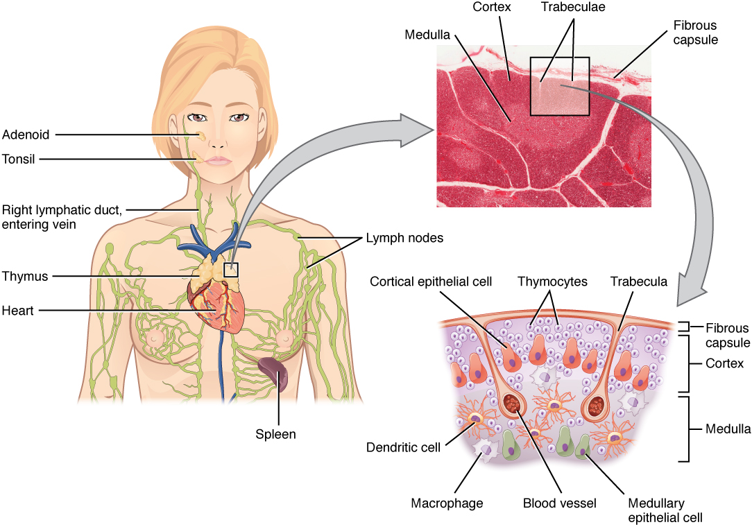 Thymus location and histology with the cortex and medulla labeled