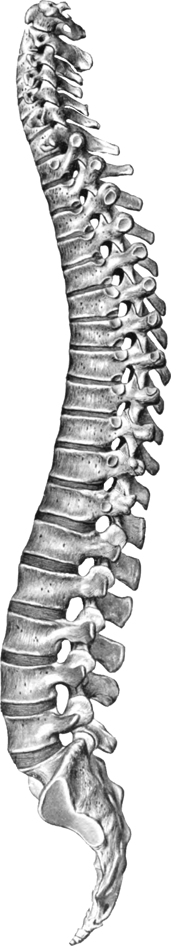 Lateral view of the vertebral column