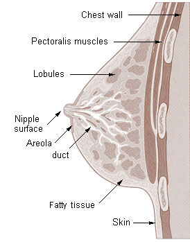 Cross-section diagram of normal breast anatomy showing lobules, ducts, and fat